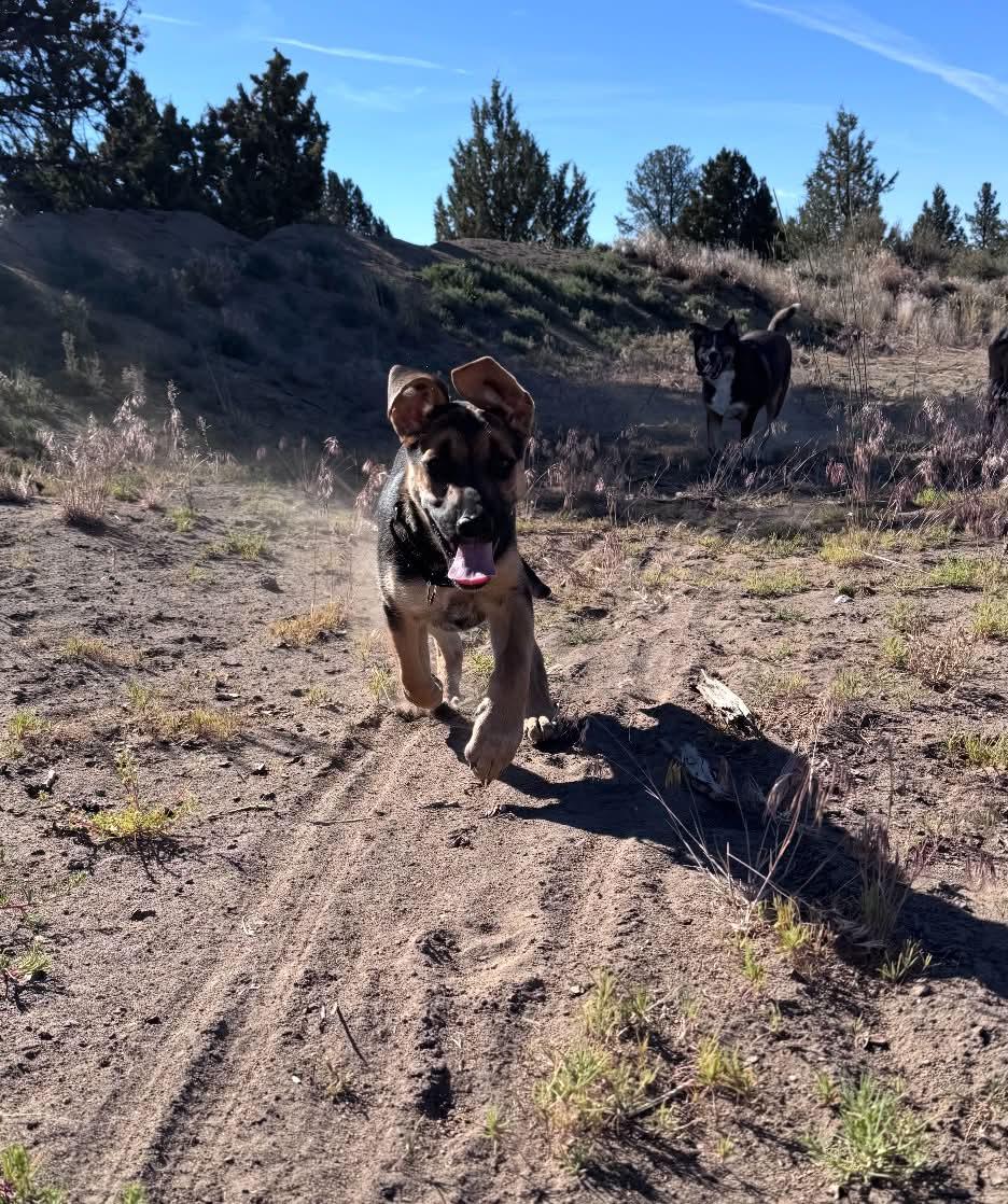 Luka, a ADOPTABLE mixed breed in Bend, OR image 2/3