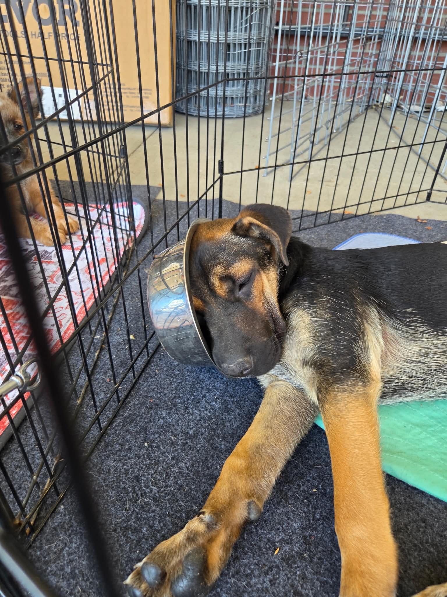 Enlarge Luka, a ADOPTABLE mixed breed in Bend, OR image 3/6