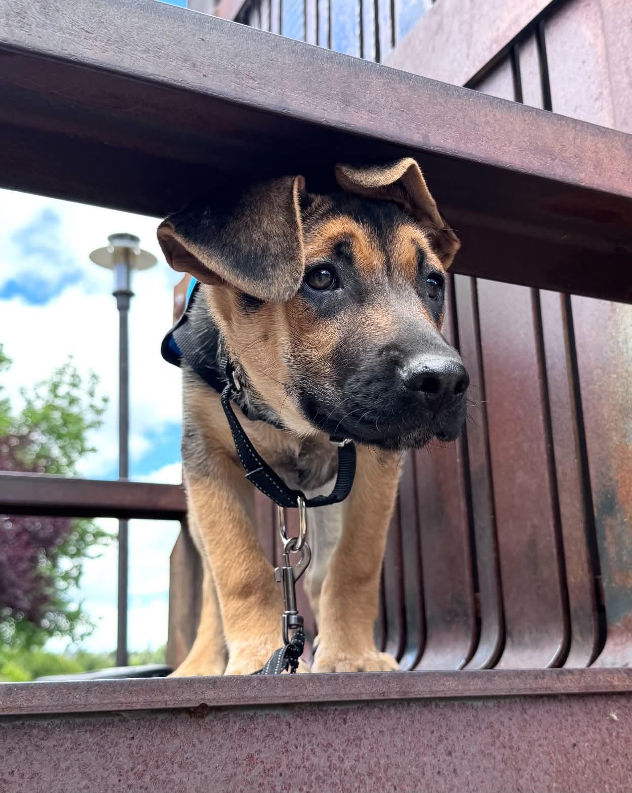 Luka, a ADOPTABLE mixed breed in Bend, OR image 3/3