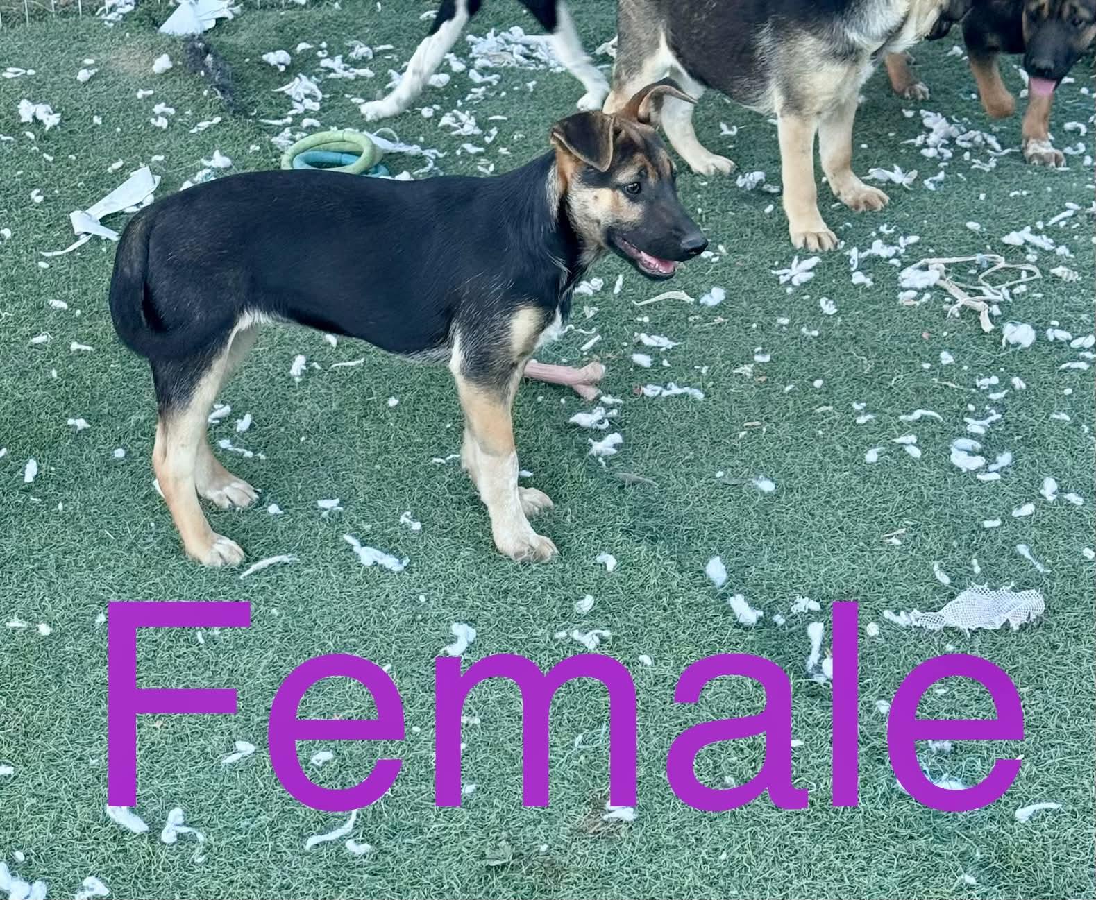 Enlarge Luka, a ADOPTABLE mixed breed in Bend, OR image 5/6