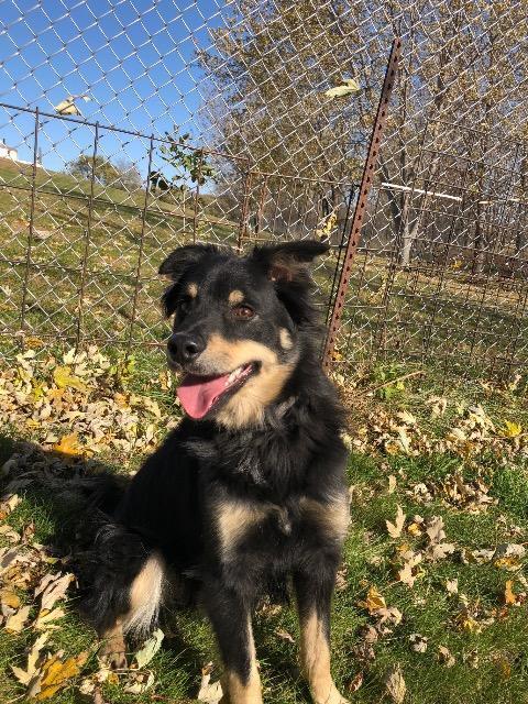 Enlarge Bubbly, a Adopted mixed breed in Saint James, MN image 1/2