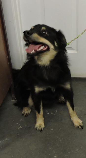 Enlarge Bubbly, a Adopted mixed breed in Saint James, MN image 2/2
