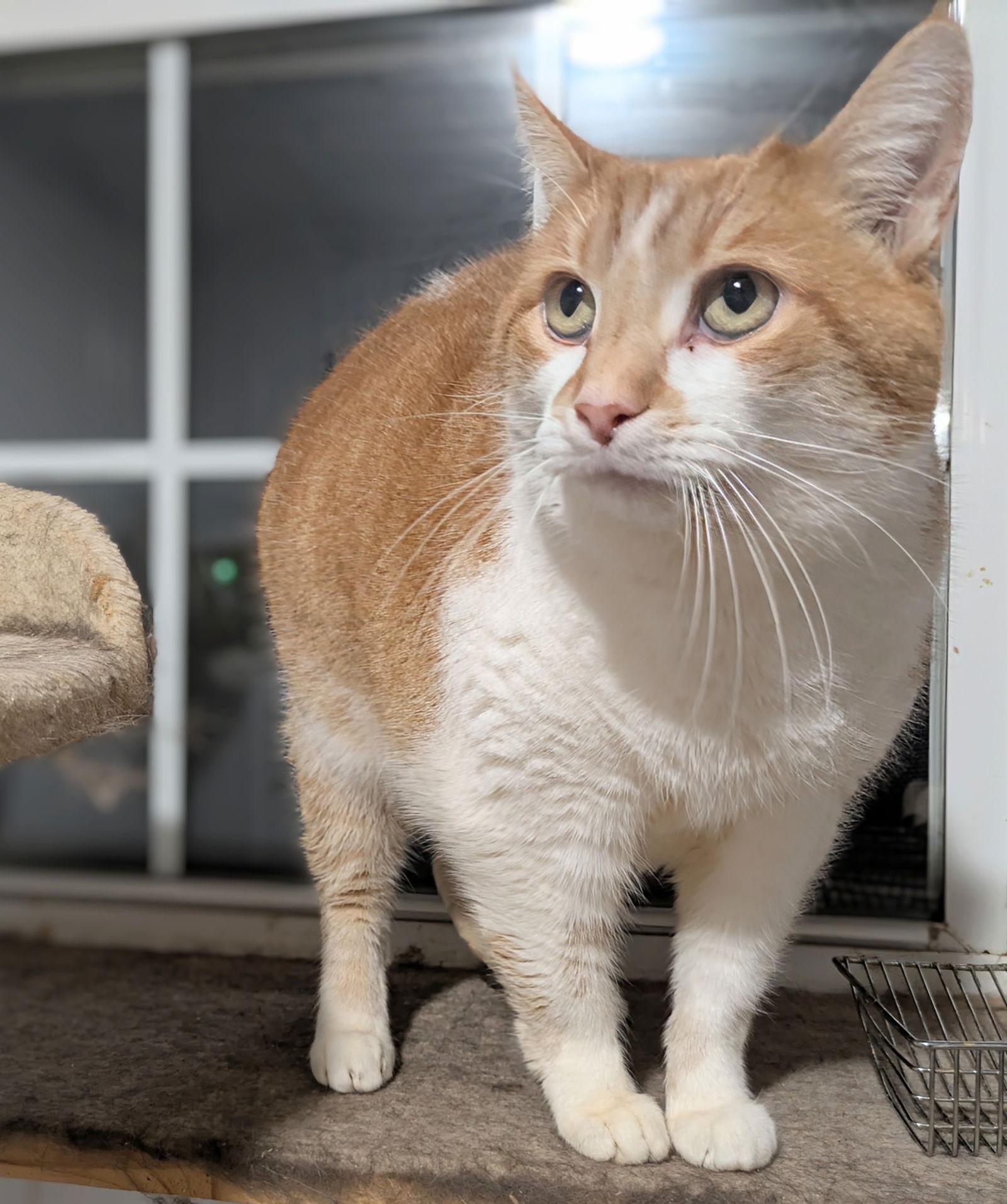 Callie, a Adoptable mixed breed in Apollo, PA image 2/3