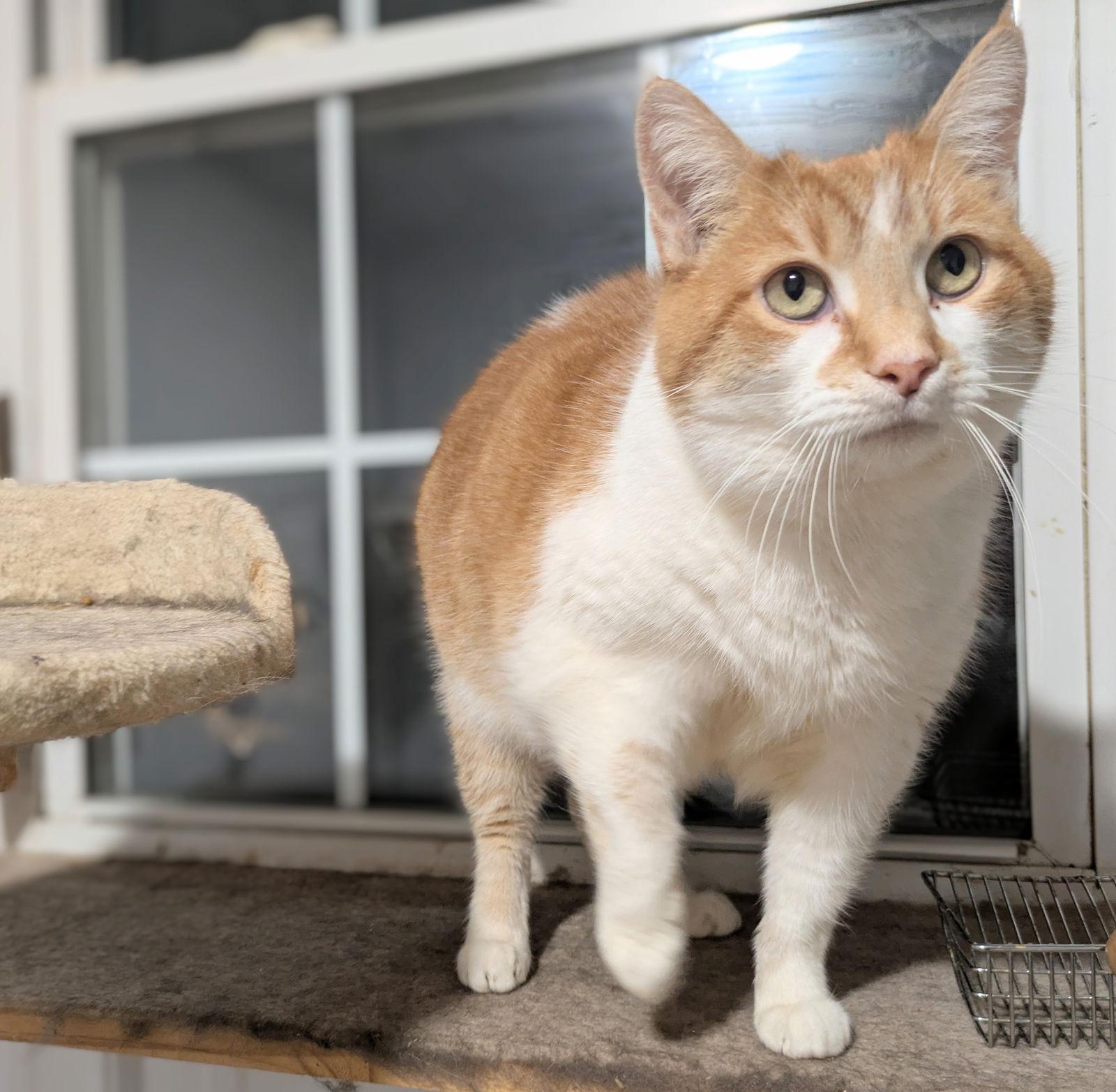 Callie, a Adoptable mixed breed in Apollo, PA image 3/3