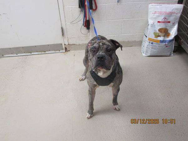 Enlarge Rocky(858), a Adoptable mixed breed in Marietta, GA image 1/1