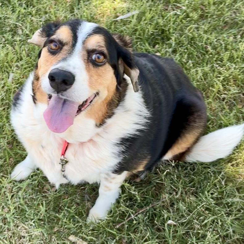 Enlarge Rosie, a Adoptable mixed breed in Oklahoma City, OK image 4/6