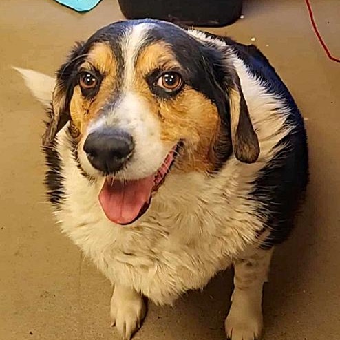 Enlarge Rosie, a Adoptable mixed breed in Oklahoma City, OK image 6/6