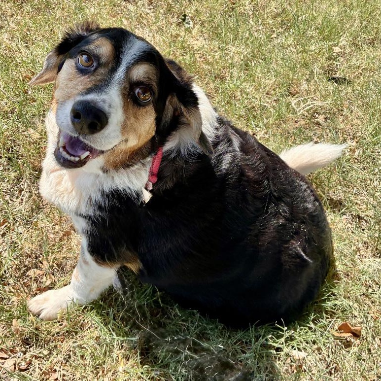 Enlarge Rosie, a Adoptable mixed breed in Oklahoma City, OK image 5/6