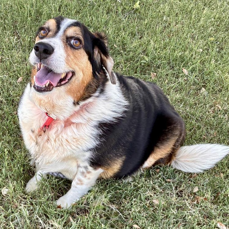 Rosie, Adoptable, Adult Female Australian Shepherd & Beagle.