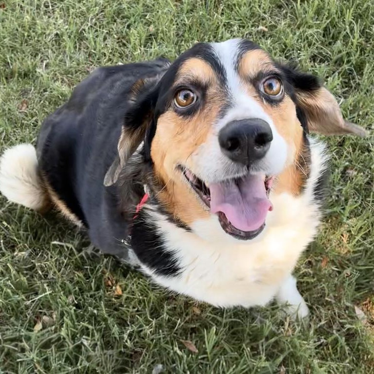 Enlarge Rosie, a Adoptable mixed breed in Oklahoma City, OK image 3/6