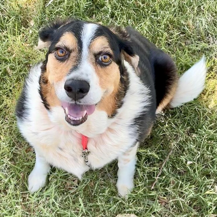 Enlarge Rosie, a Adoptable mixed breed in Oklahoma City, OK image 2/6
