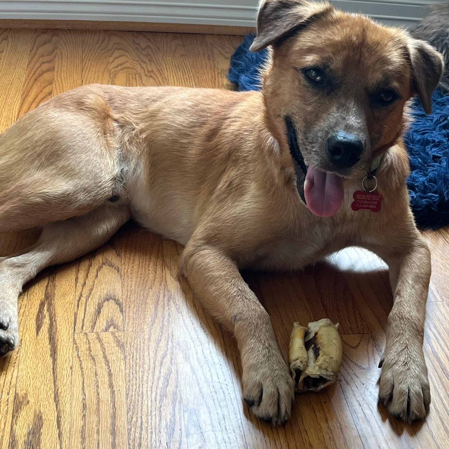 Enlarge Loving Kind Morgan, mini retriever mix, Good w/kids, Cuddles, & Loyal, Great size 45 lbs., a Adoptable mixed breed in Harrisburg, PA image 2/5
