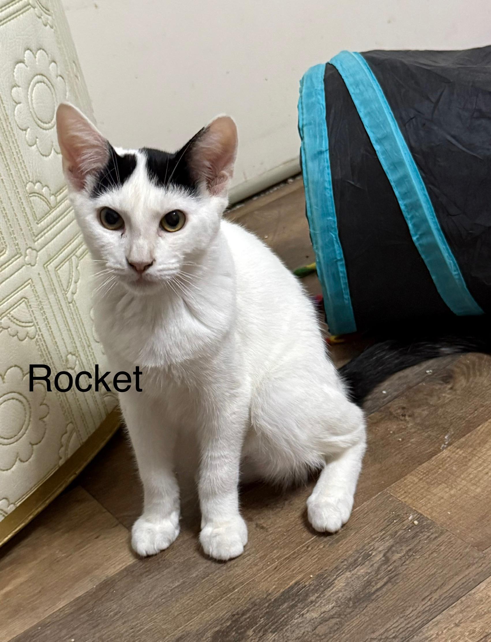 Rocket