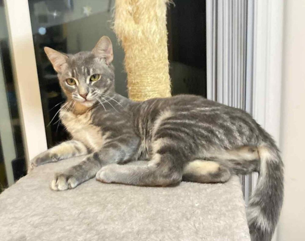 Enlarge Sarabi, a Adoptable Domestic Short Hair in Homer Glen, IL image 2/3