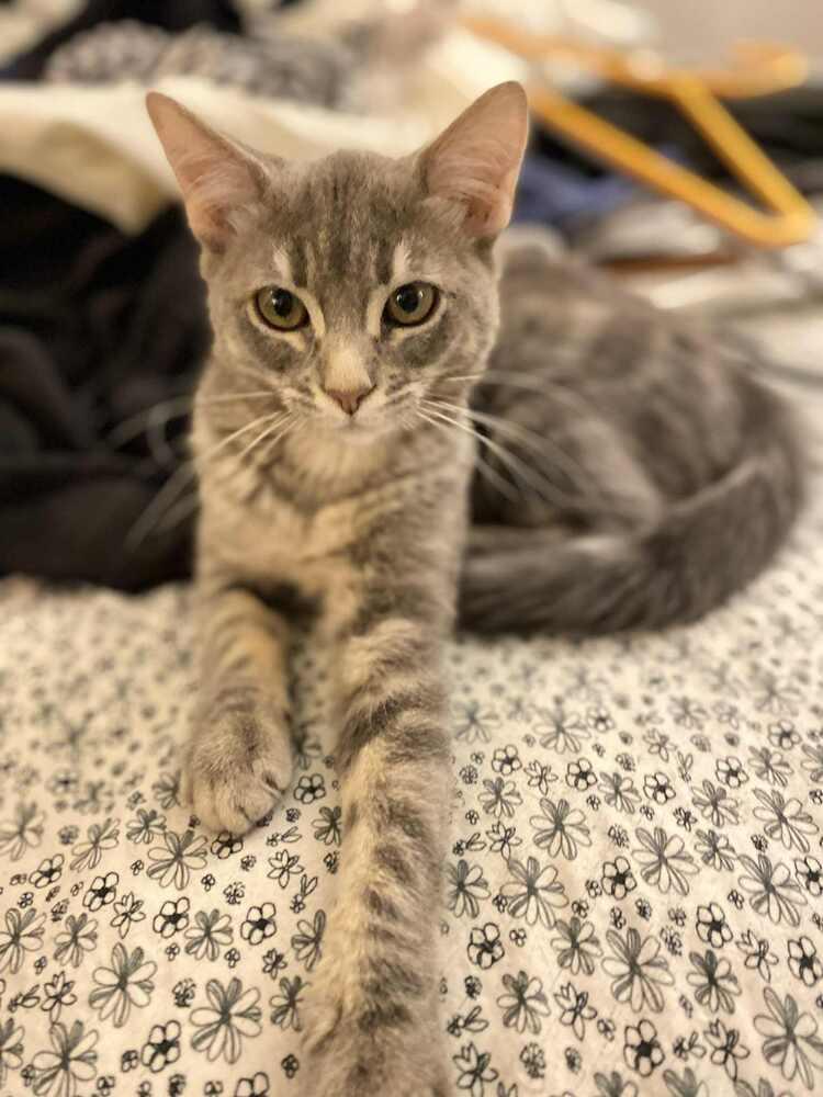 Enlarge Sarabi, a Adoptable Domestic Short Hair in Homer Glen, IL image 3/3