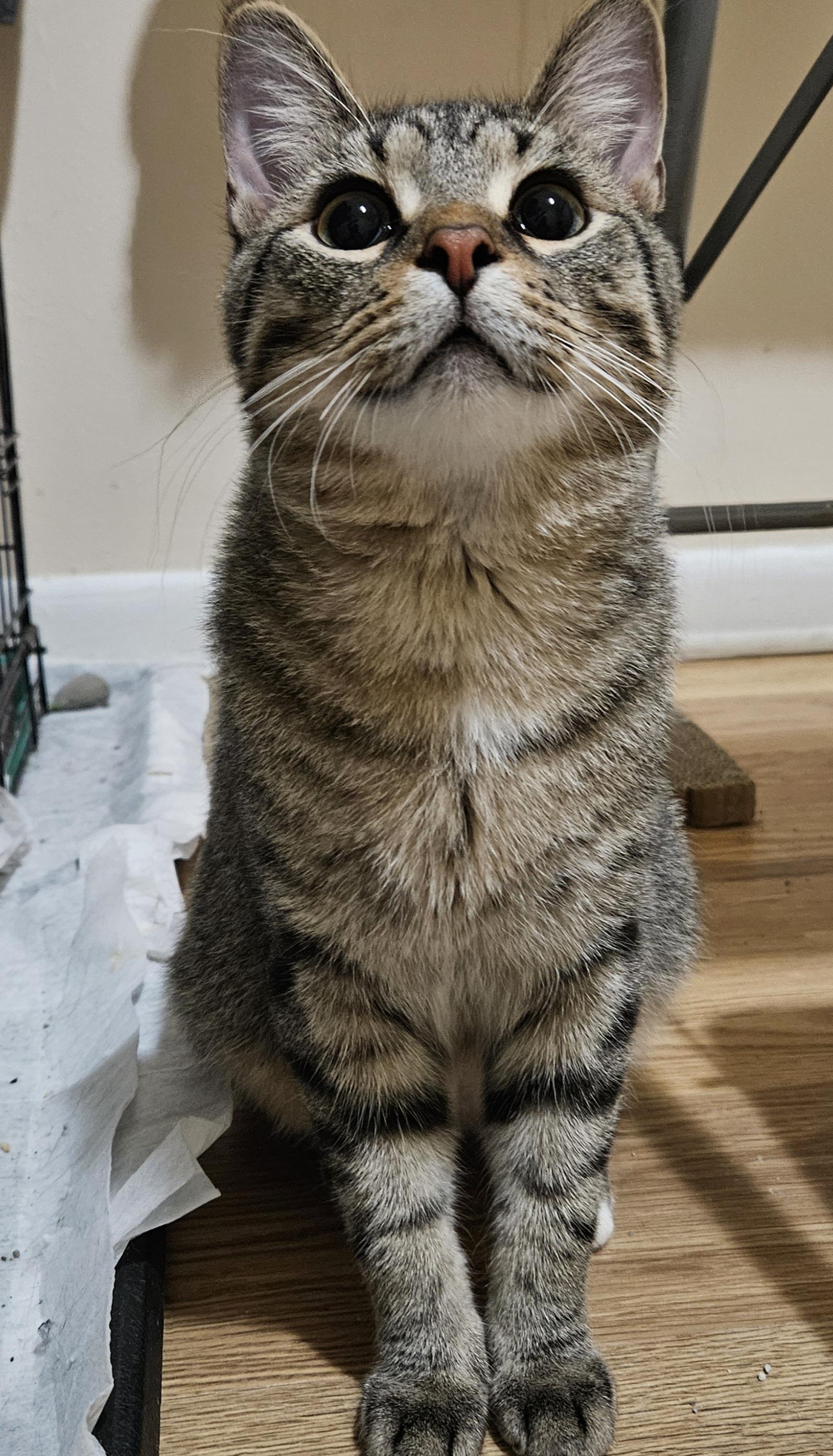 Eddie, a ADOPTABLE Domestic Short Hair in Milwaukee, WI image 5/6