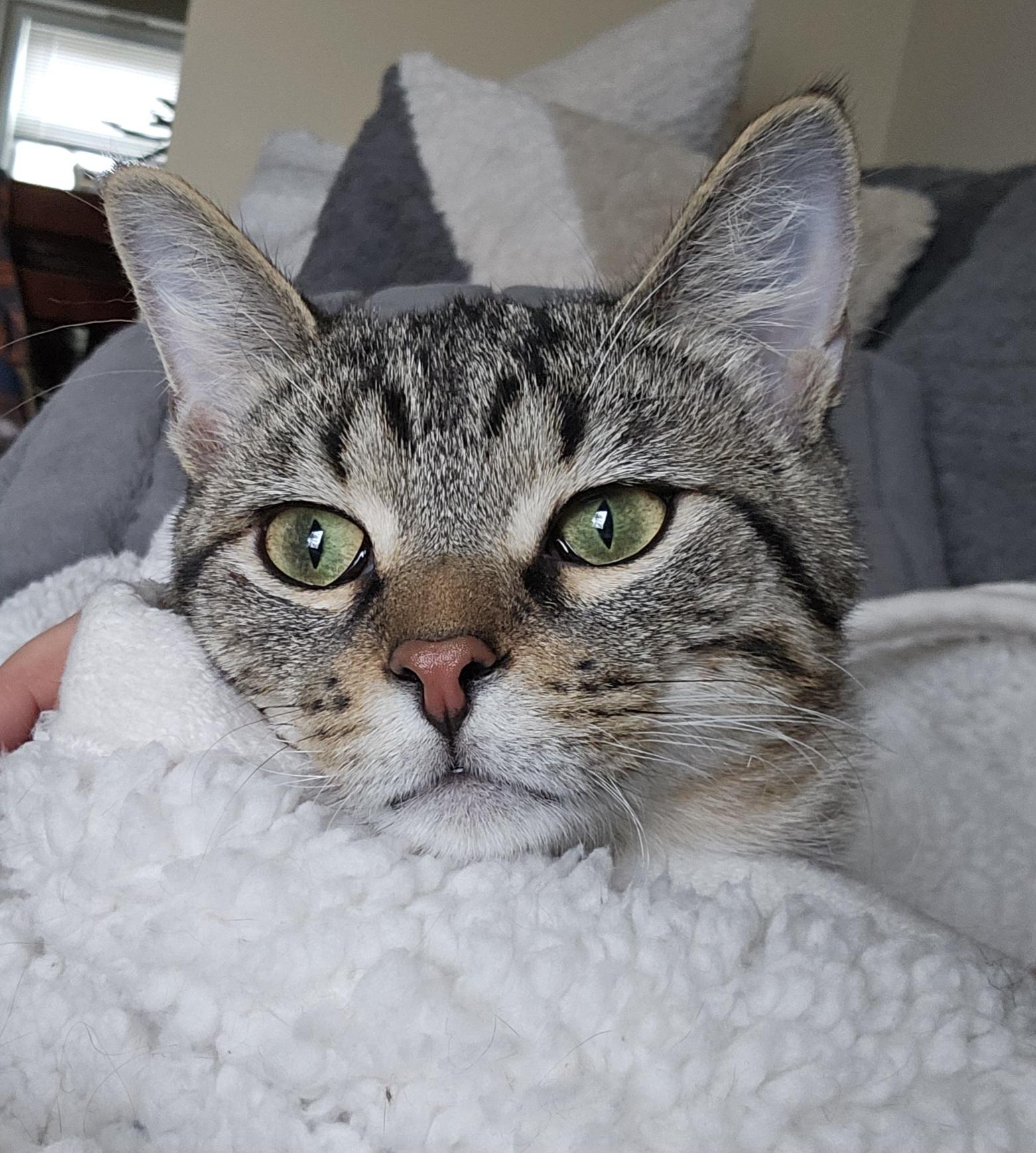 Eddie, a ADOPTABLE Domestic Short Hair in Milwaukee, WI image 3/6