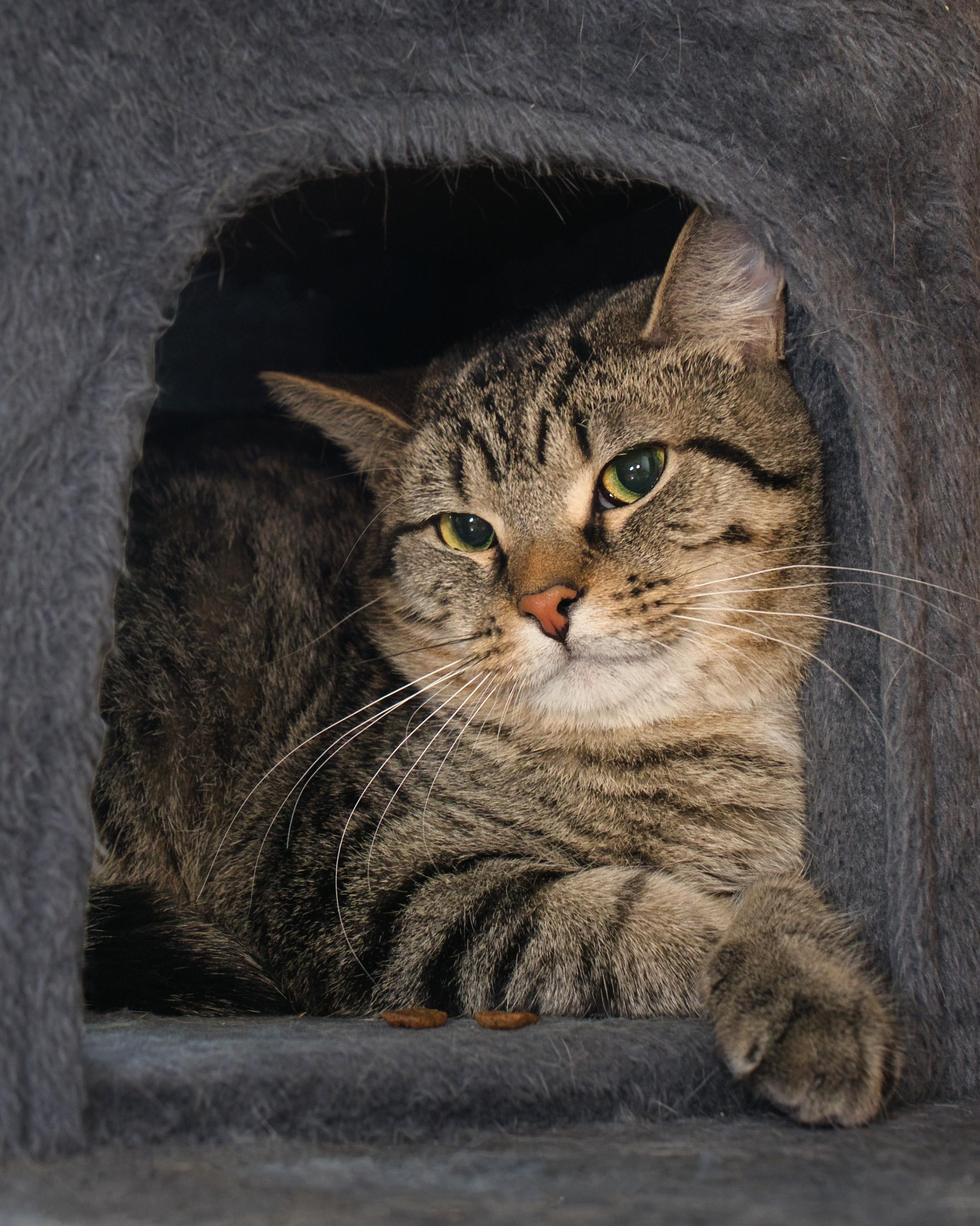 Eddie, ADOPTABLE, Young Male Domestic Short Hair.