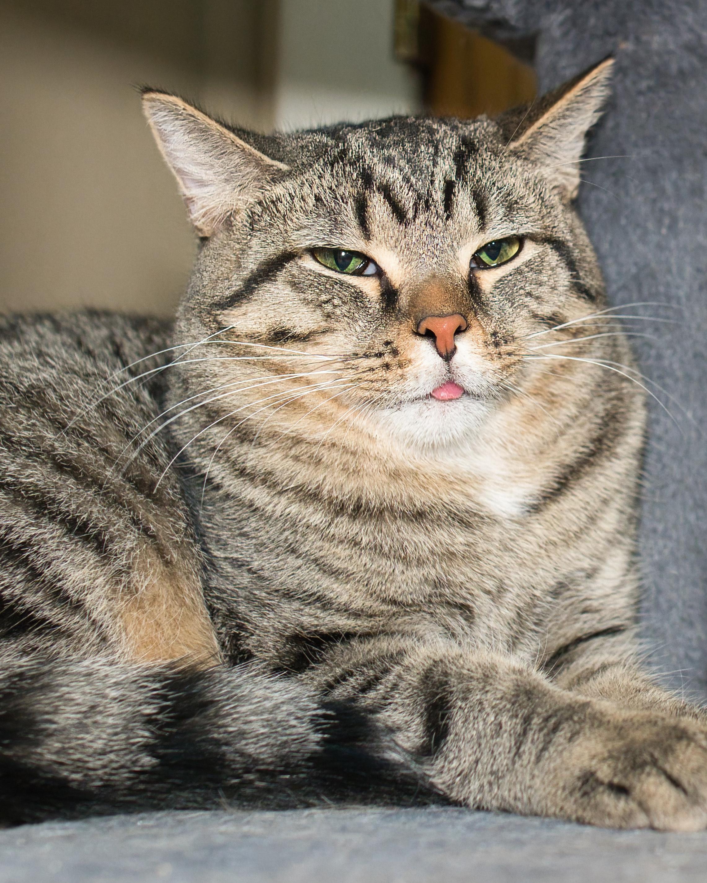 Eddie, a ADOPTABLE Domestic Short Hair in Milwaukee, WI image 6/6