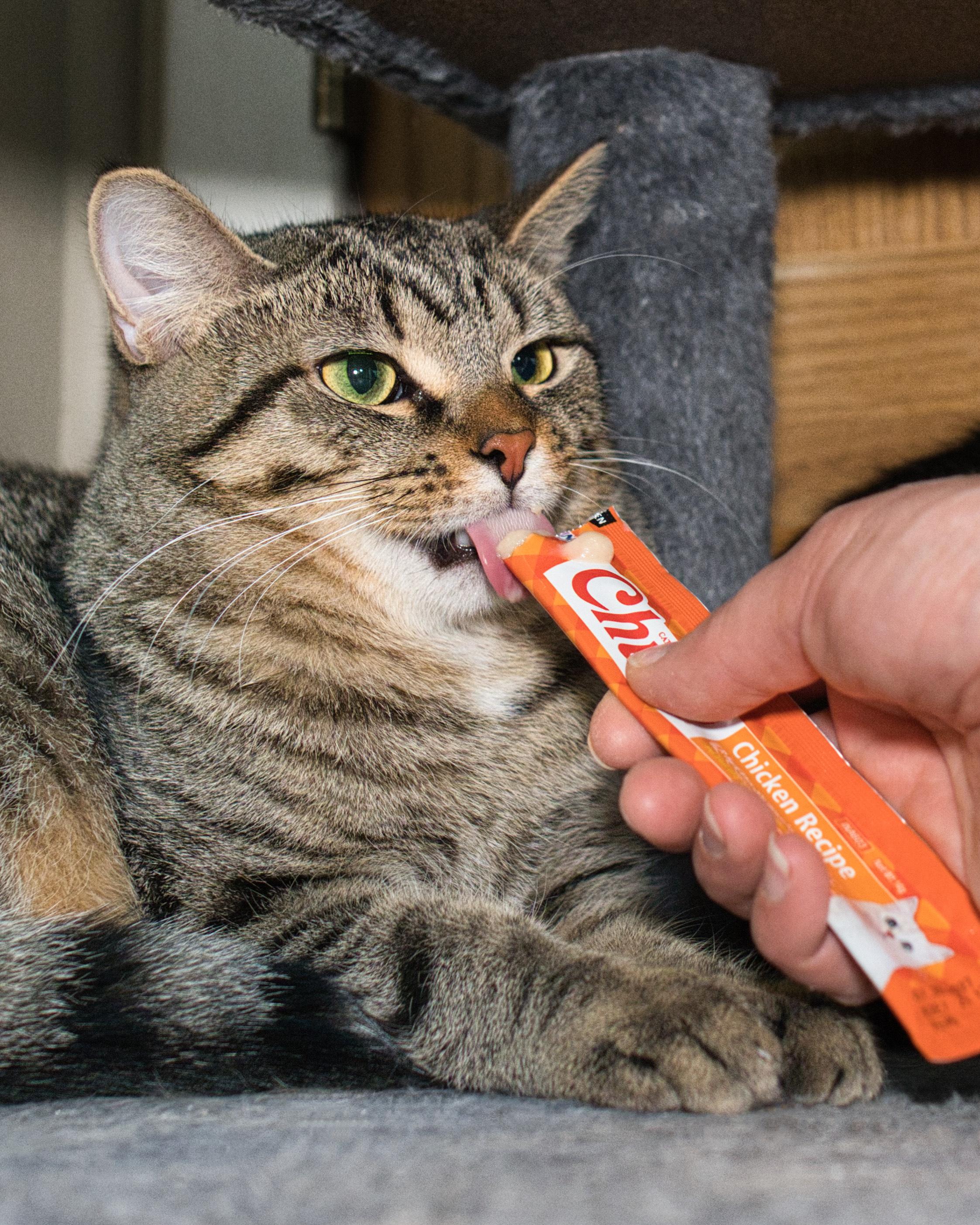 Eddie, a ADOPTABLE Domestic Short Hair in Milwaukee, WI image 2/6