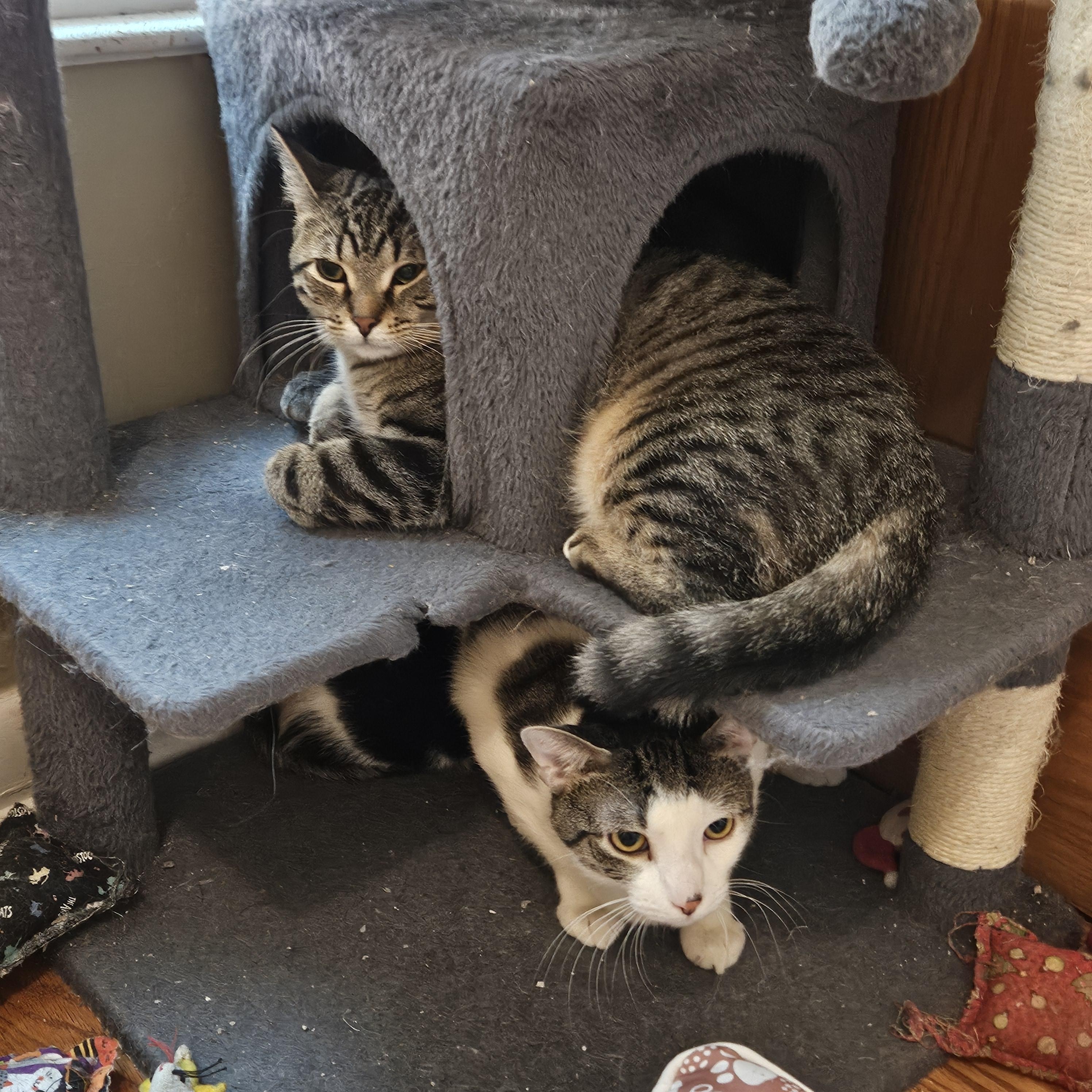 Eddie, a ADOPTABLE Domestic Short Hair in Milwaukee, WI image 4/6