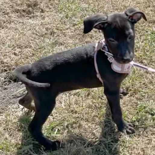 Marta, Adoptable, Puppy Female Labrador Retriever & Shepherd.