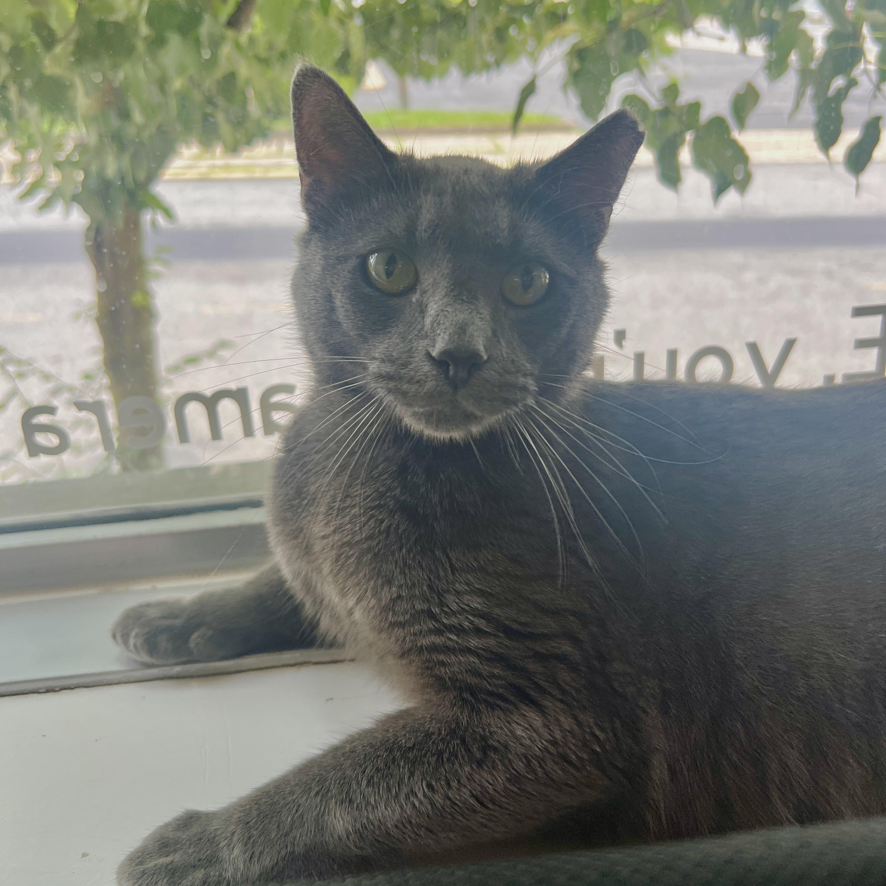 Enlarge Marcus, a ADOPTABLE Domestic Short Hair in Altoona, PA image 1/2