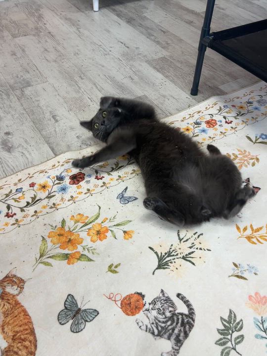 Enlarge Marcus, a ADOPTABLE Domestic Short Hair in Altoona, PA video 2/2