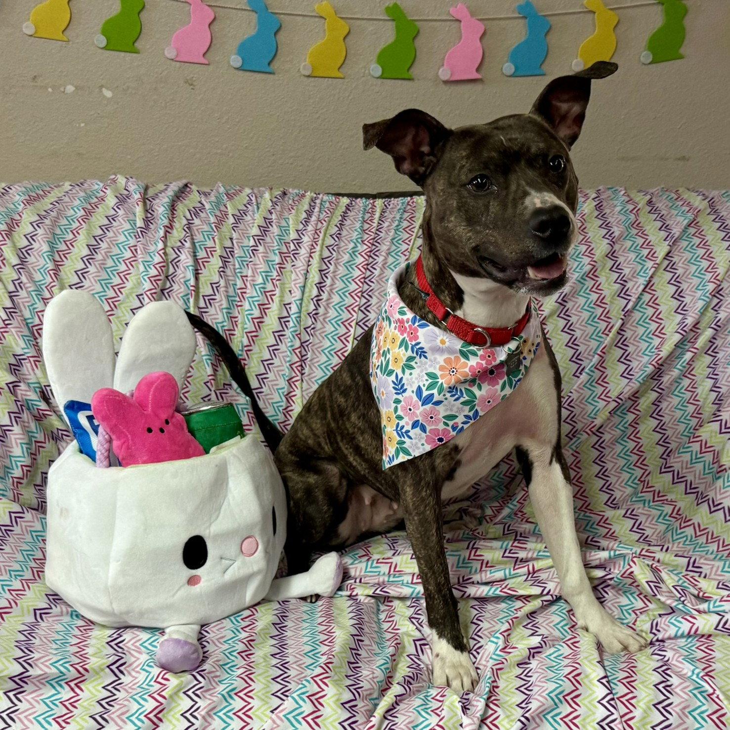 Enlarge Florabelle, a Adoptable Pit Bull Terrier in Fargo, ND image 1/3