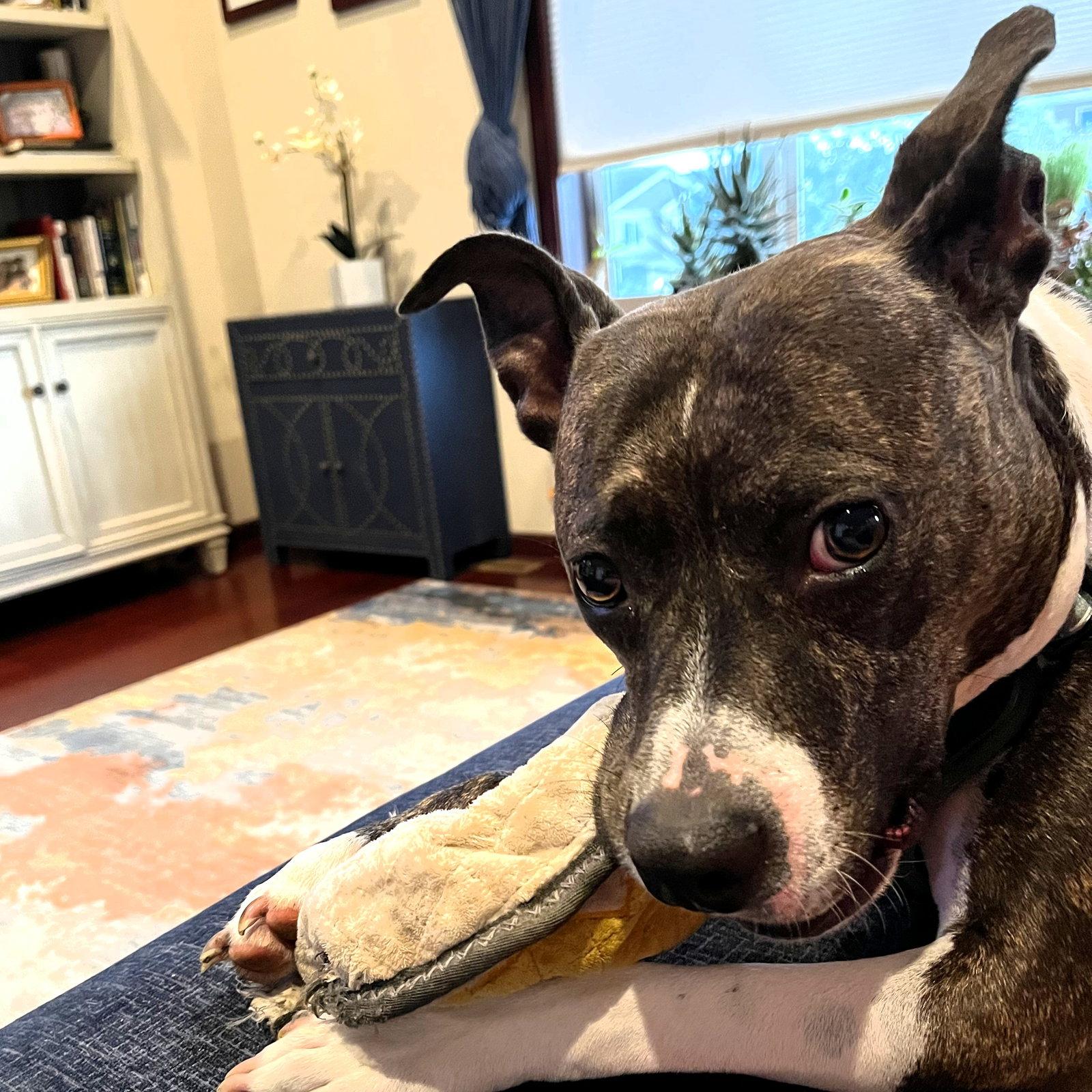Enlarge Florabelle, a Adoptable Pit Bull Terrier in Fargo, ND image 2/3