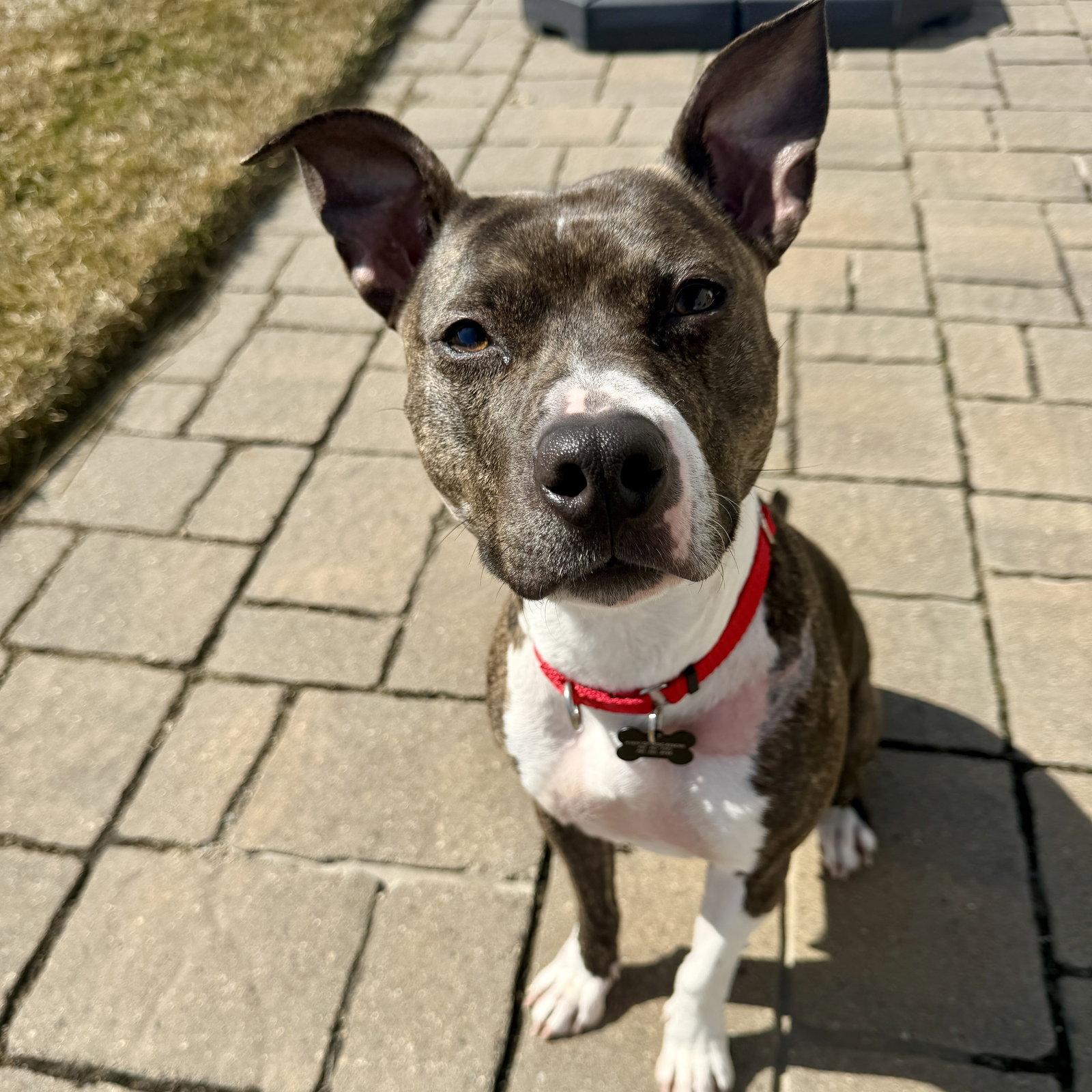 Enlarge Florabelle, a Adoptable Pit Bull Terrier in Fargo, ND image 2/3