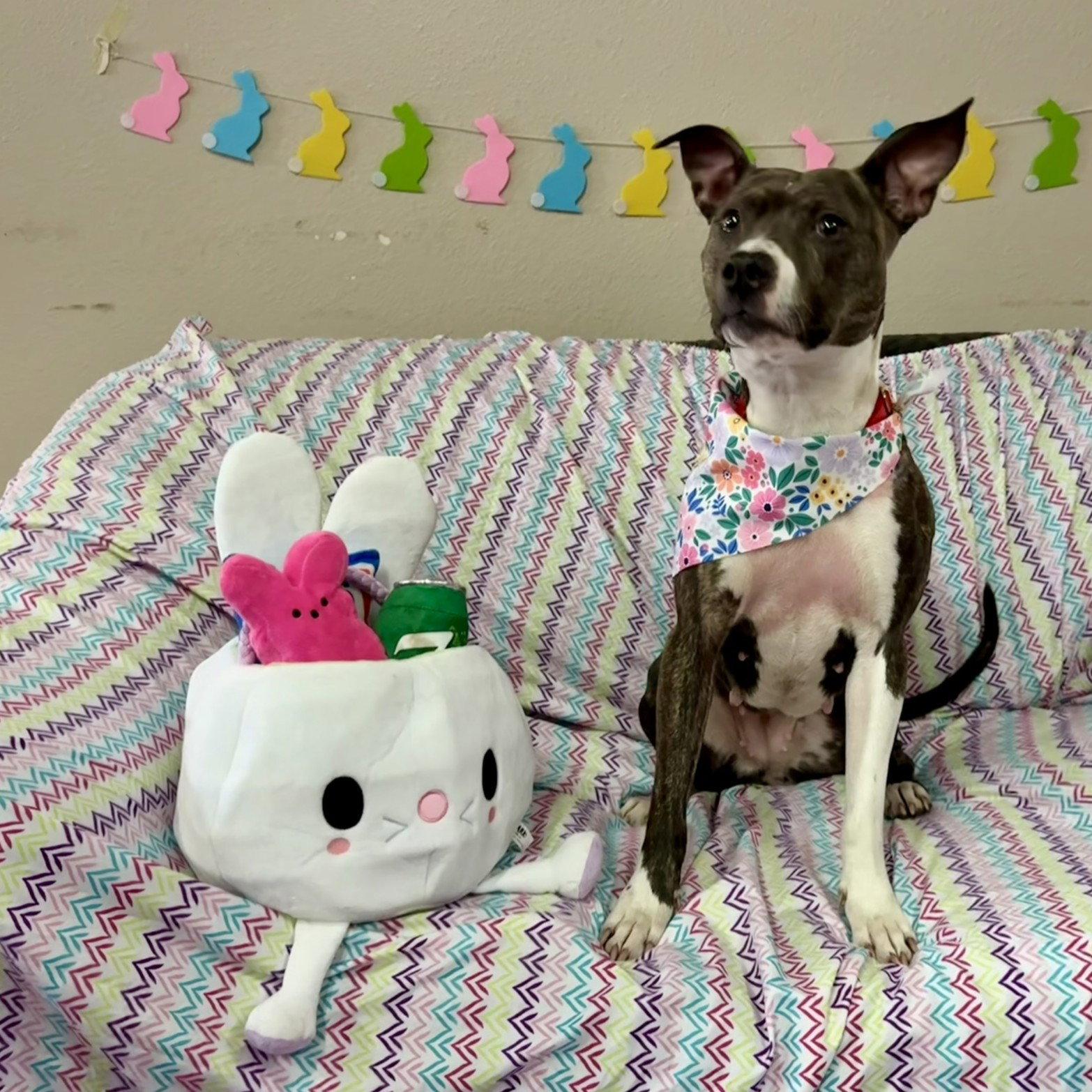 Enlarge Florabelle, a Adoptable Pit Bull Terrier in Fargo, ND image 3/3