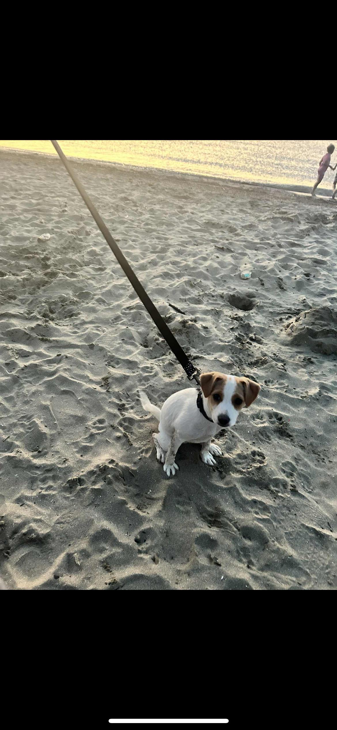Stella