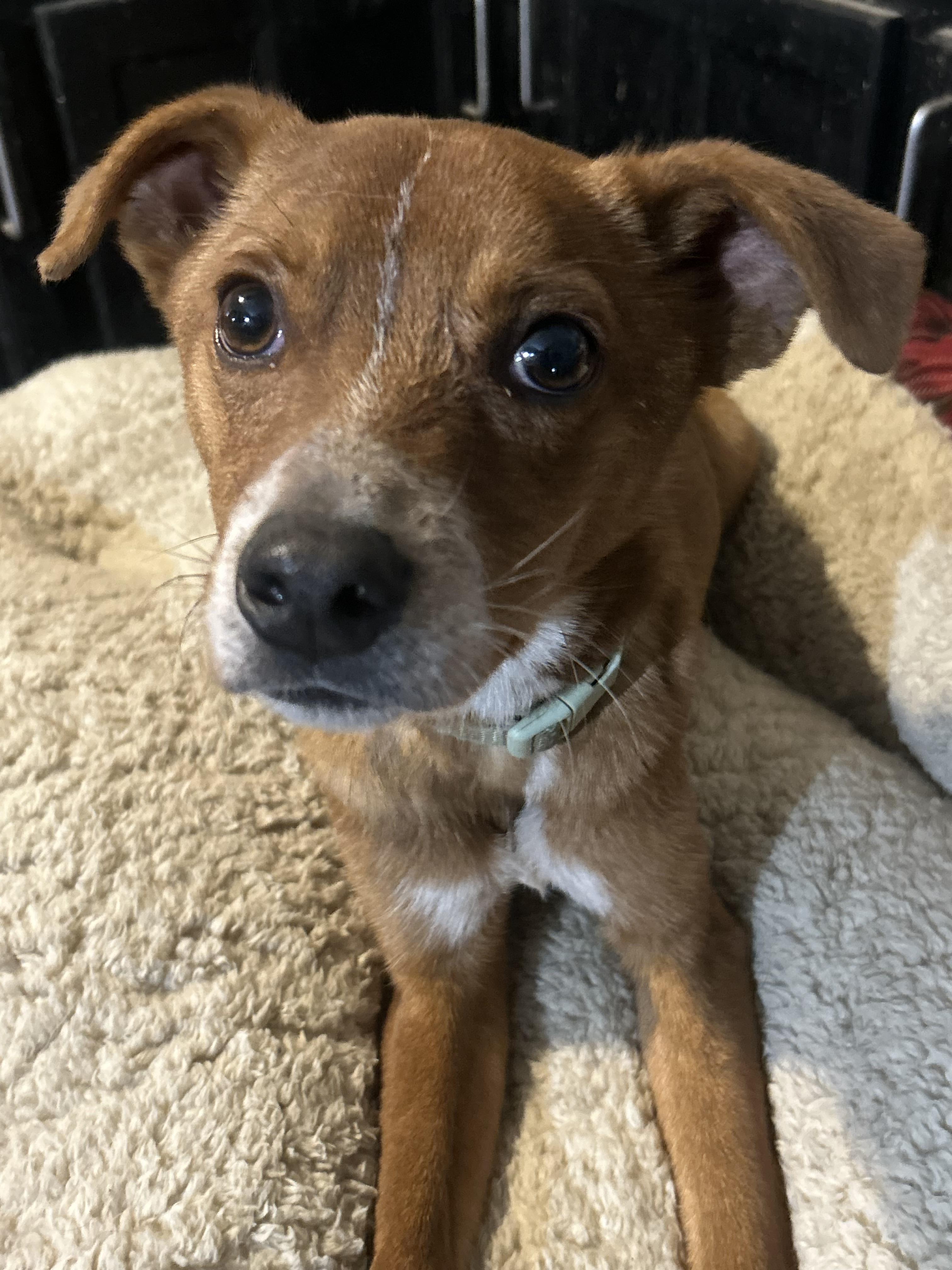Enlarge FatboySlim, a Adoptable mixed breed in Hardin, MT image 1/1