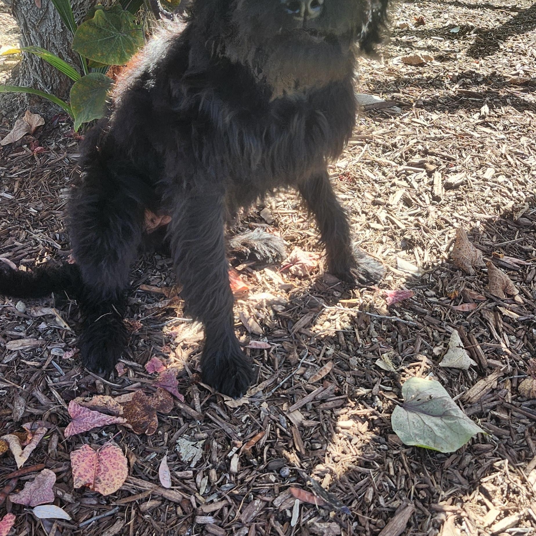 Cat, a Adoptable Labradoodle in Torrance, CA image 4/4