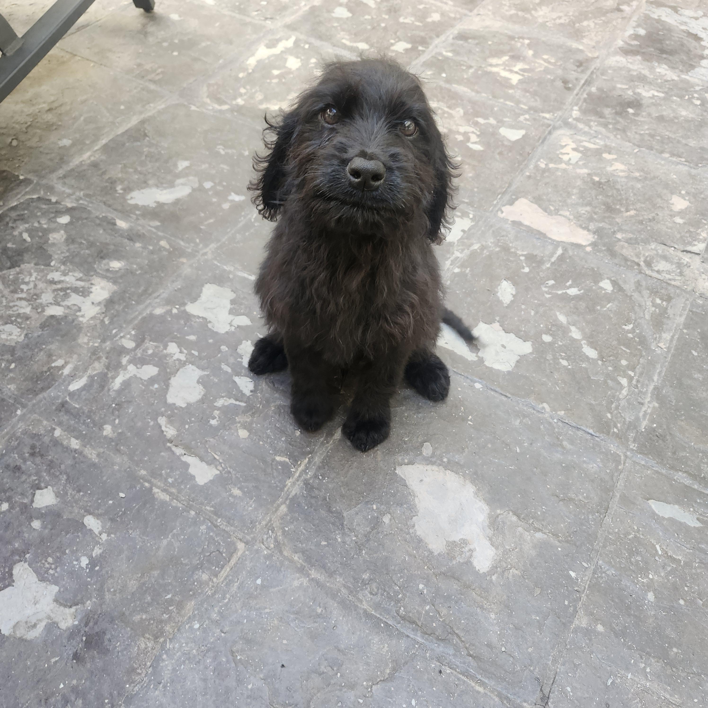 Cassidy, an adoptable Labradoodle in Torrance, CA, 90505 | Photo Image 3