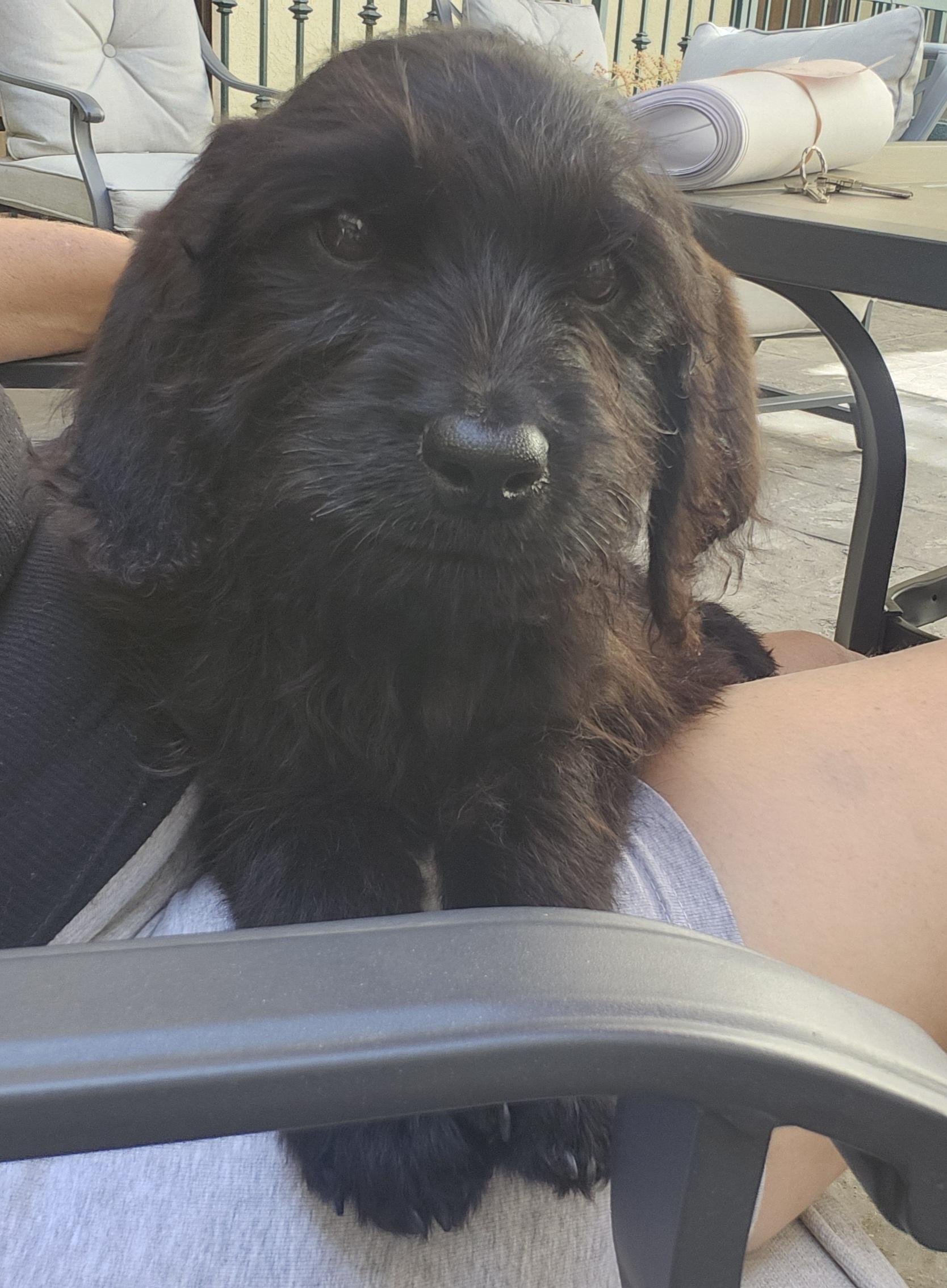 Cassidy, an adoptable Labradoodle in Torrance, CA, 90505 | Photo Image 1