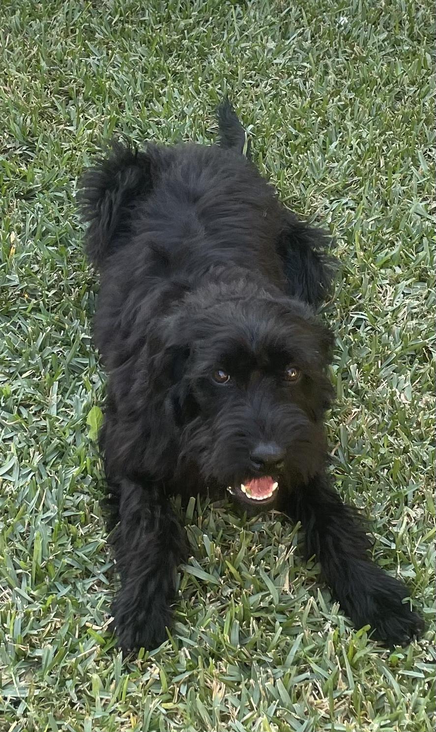 Cat, a Adoptable Labradoodle in Torrance, CA image 3/4