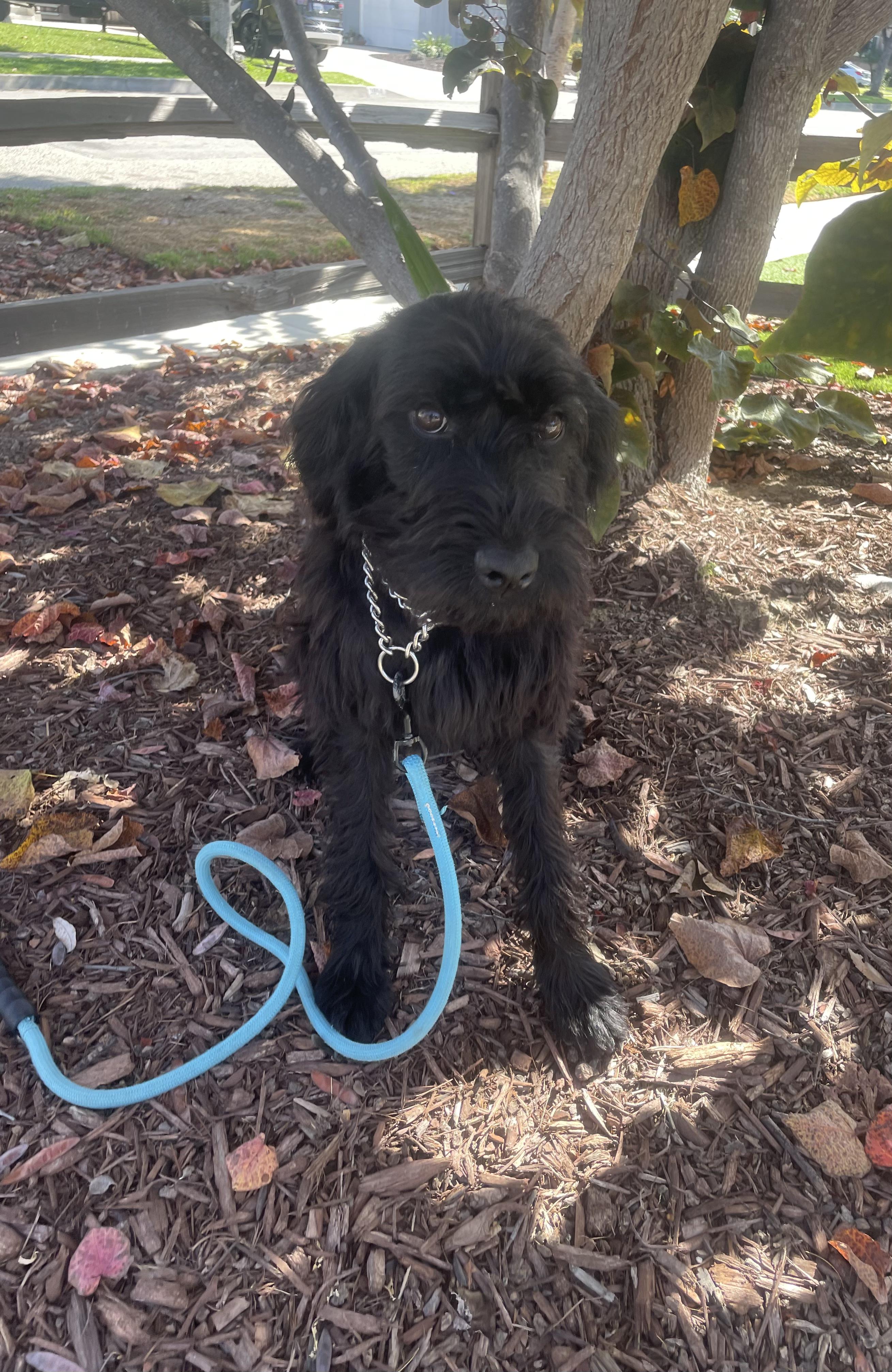 Cat, a Adoptable Labradoodle in Torrance, CA image 1/4