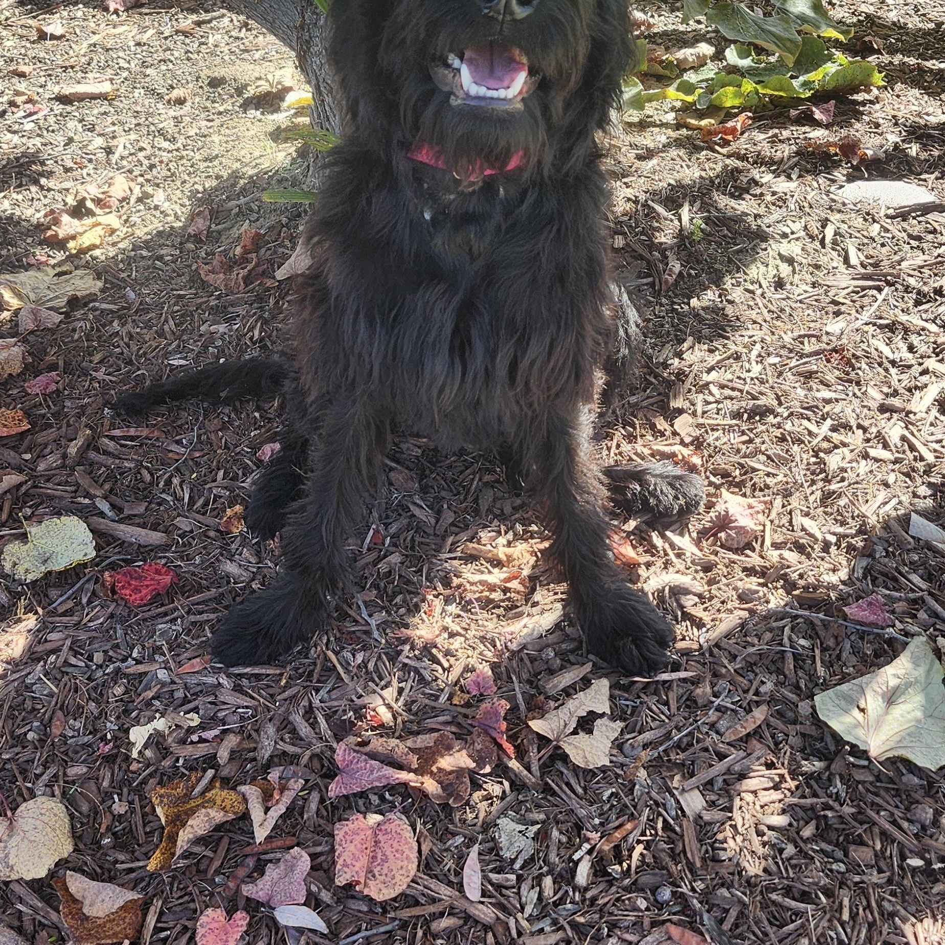 Cat, a Adoptable Labradoodle in Torrance, CA image 2/4