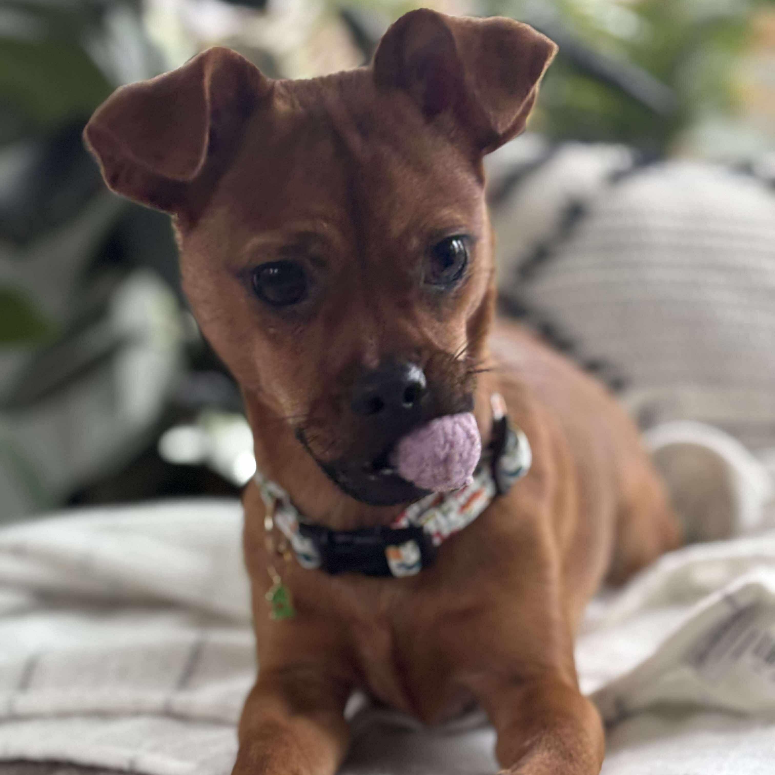 Cheese, adoptable, Young Male Chihuahua.