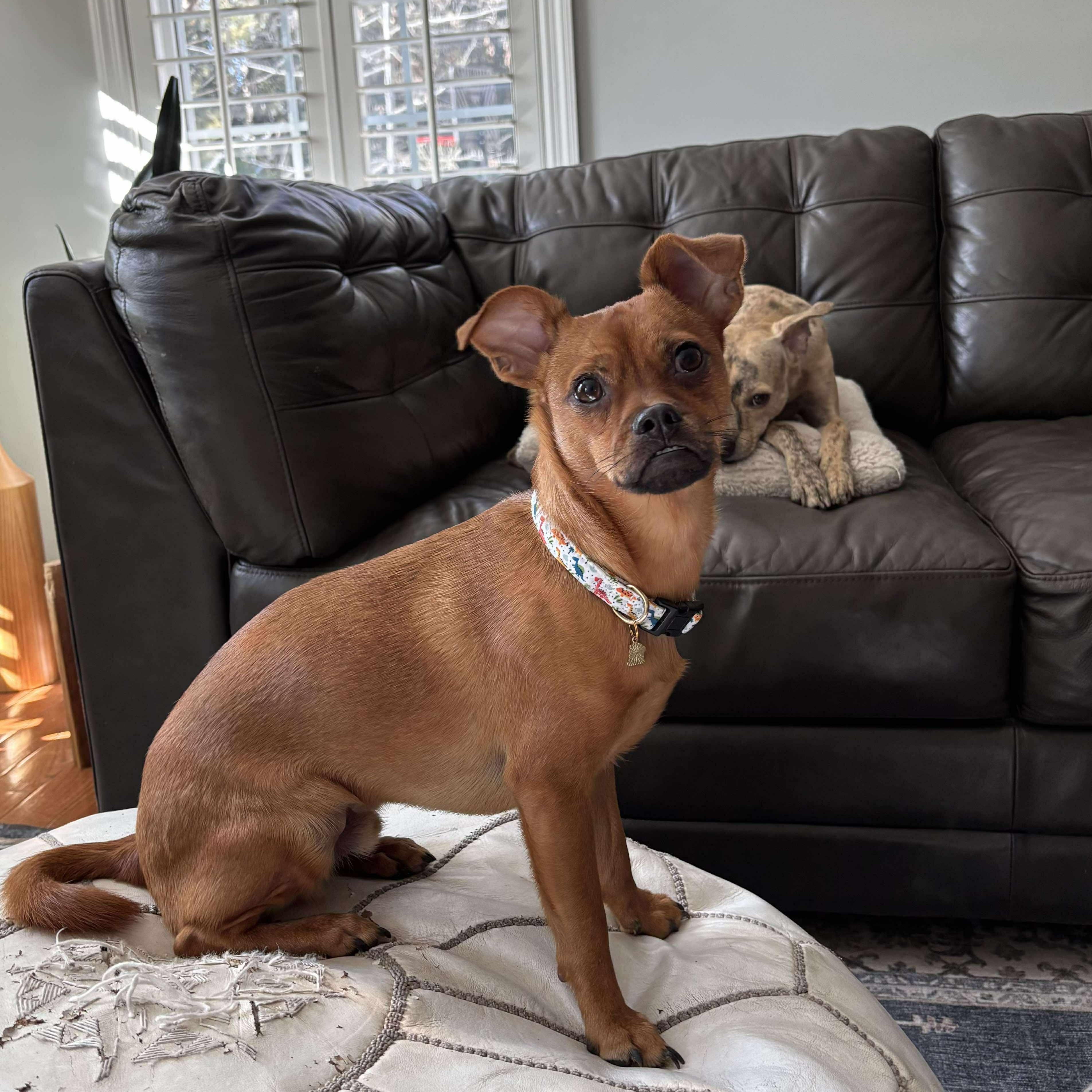 Enlarge Cheese, a ADOPTABLE Chihuahua in Wando, SC image 4/6