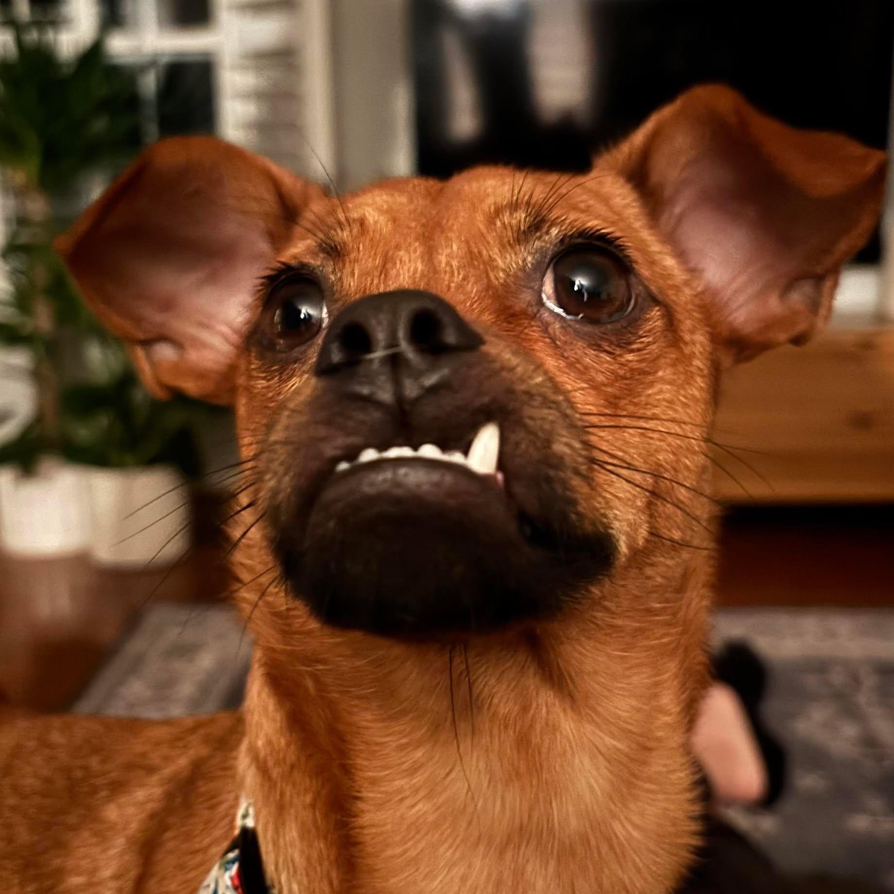 Enlarge Cheese, a ADOPTABLE Chihuahua in Wando, SC image 6/6