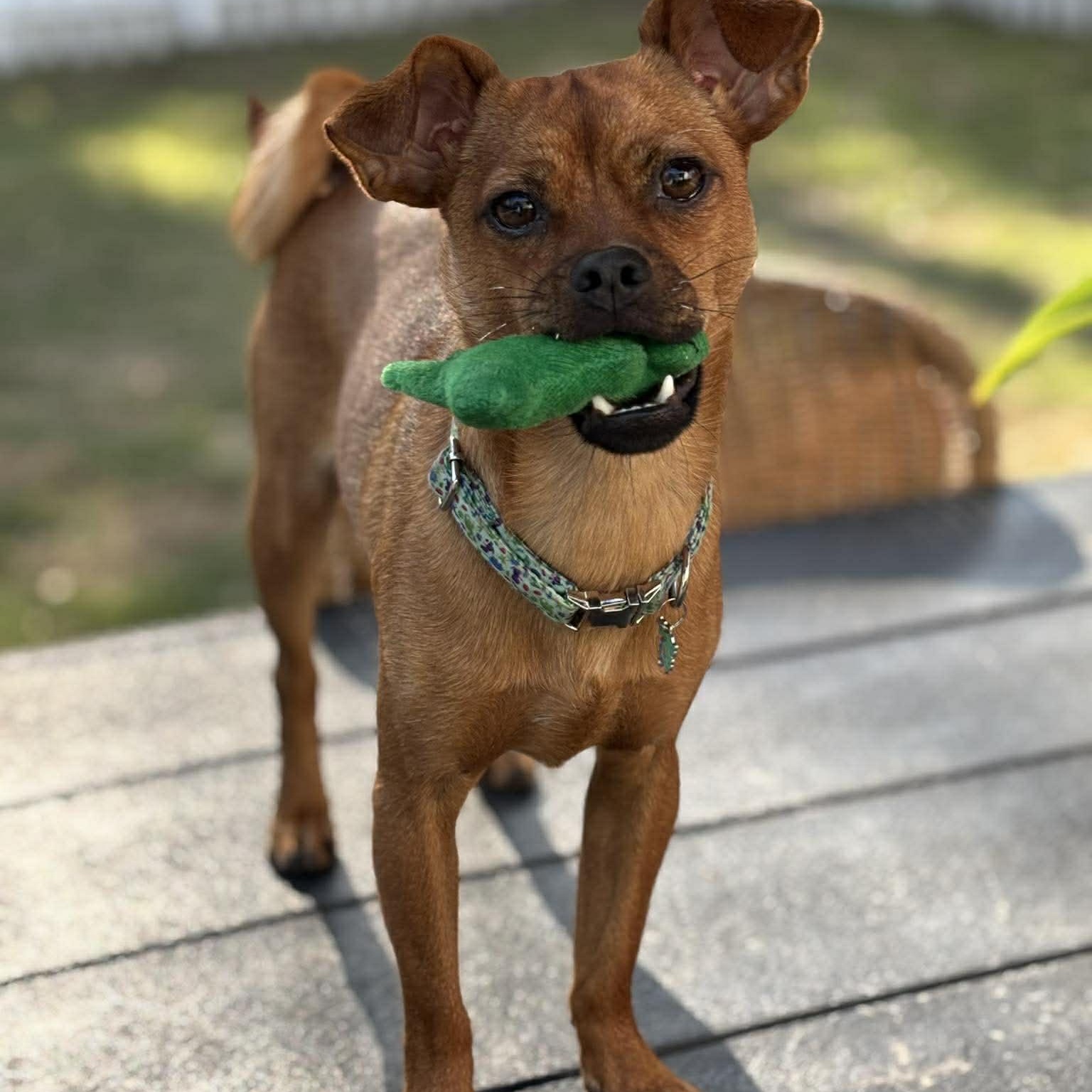 Enlarge Cheese, an adoptable Chihuahua in Wando, SC image 2/6