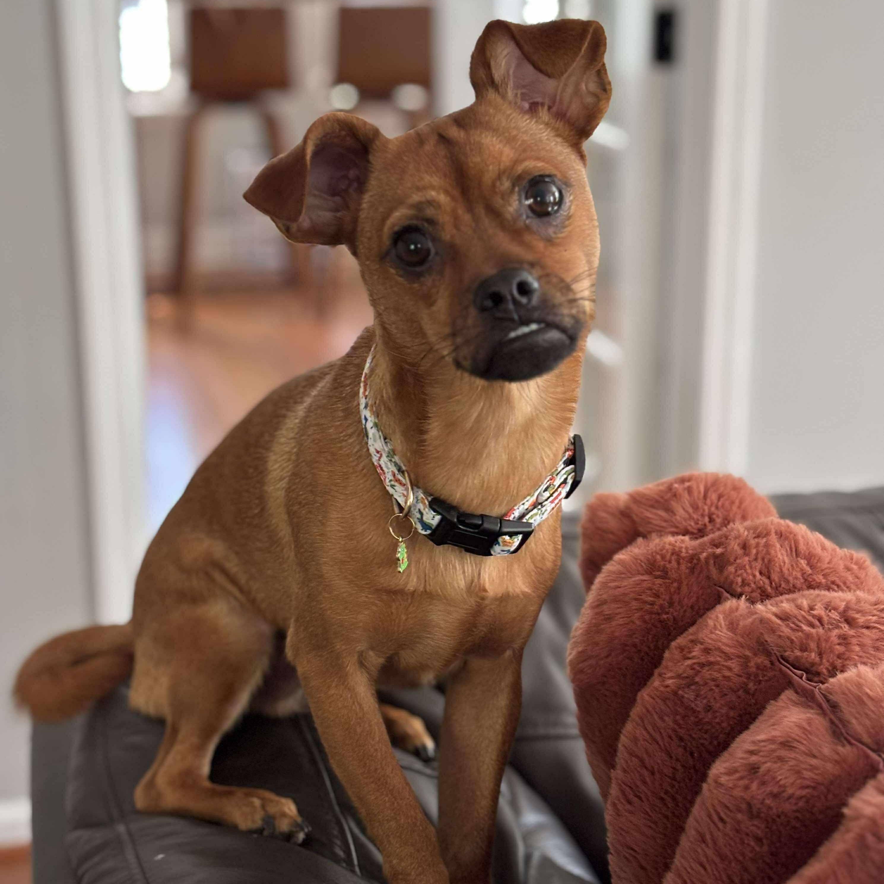 Enlarge Cheese, a ADOPTABLE Chihuahua in Wando, SC image 1/6