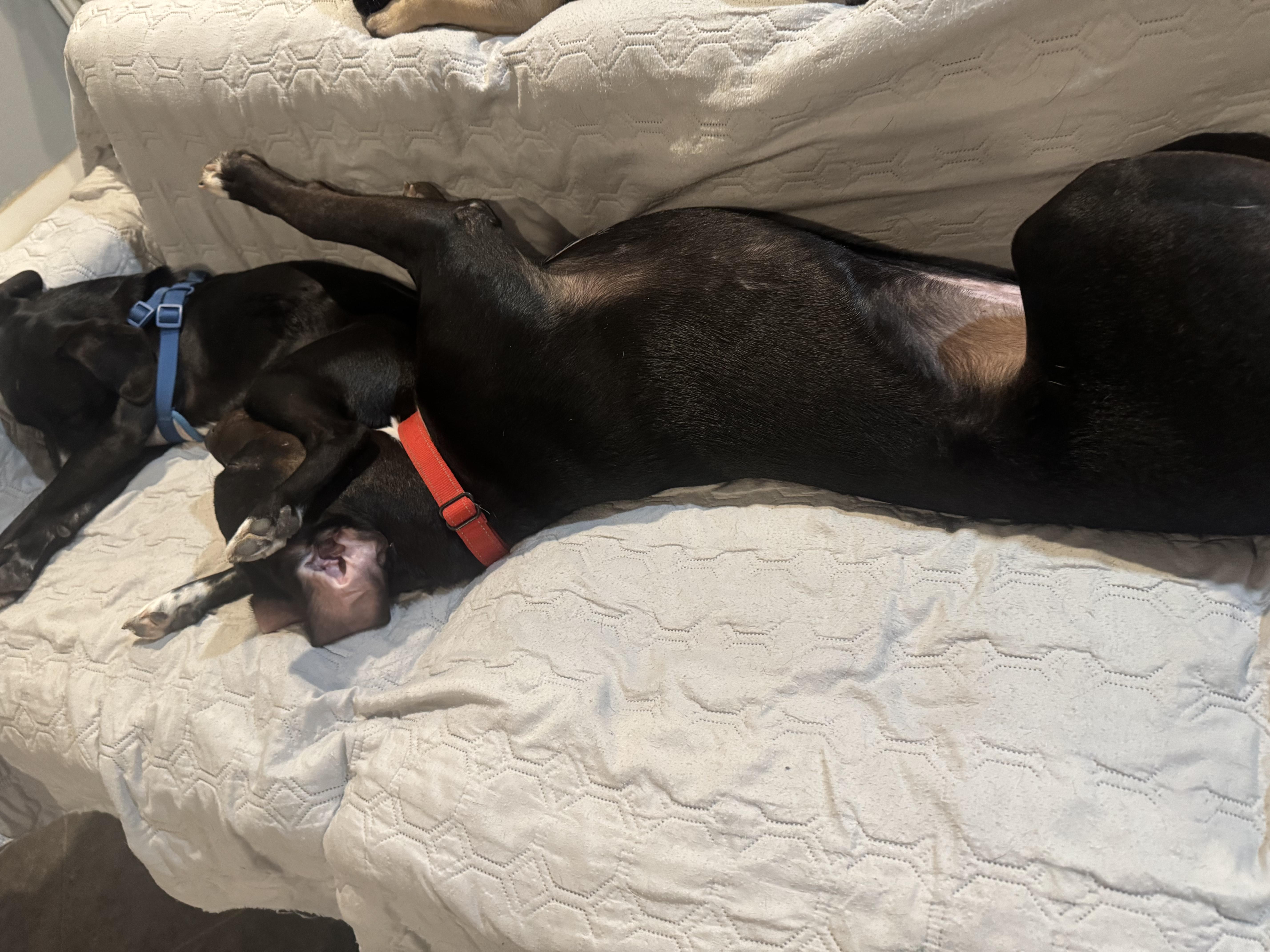 Leo, a Adoptable mixed breed in Cincinnati, OH image 3/6