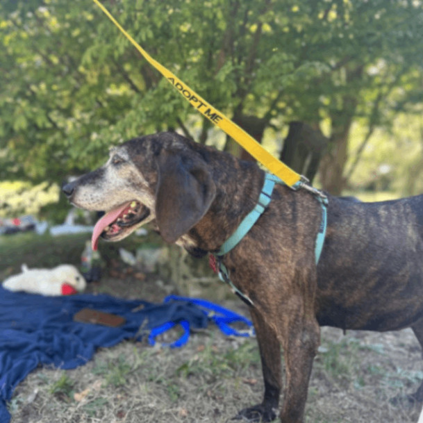 Dog for adoption Sunjoy, a Plott Hound in Lyndhurst, VA Petfinder