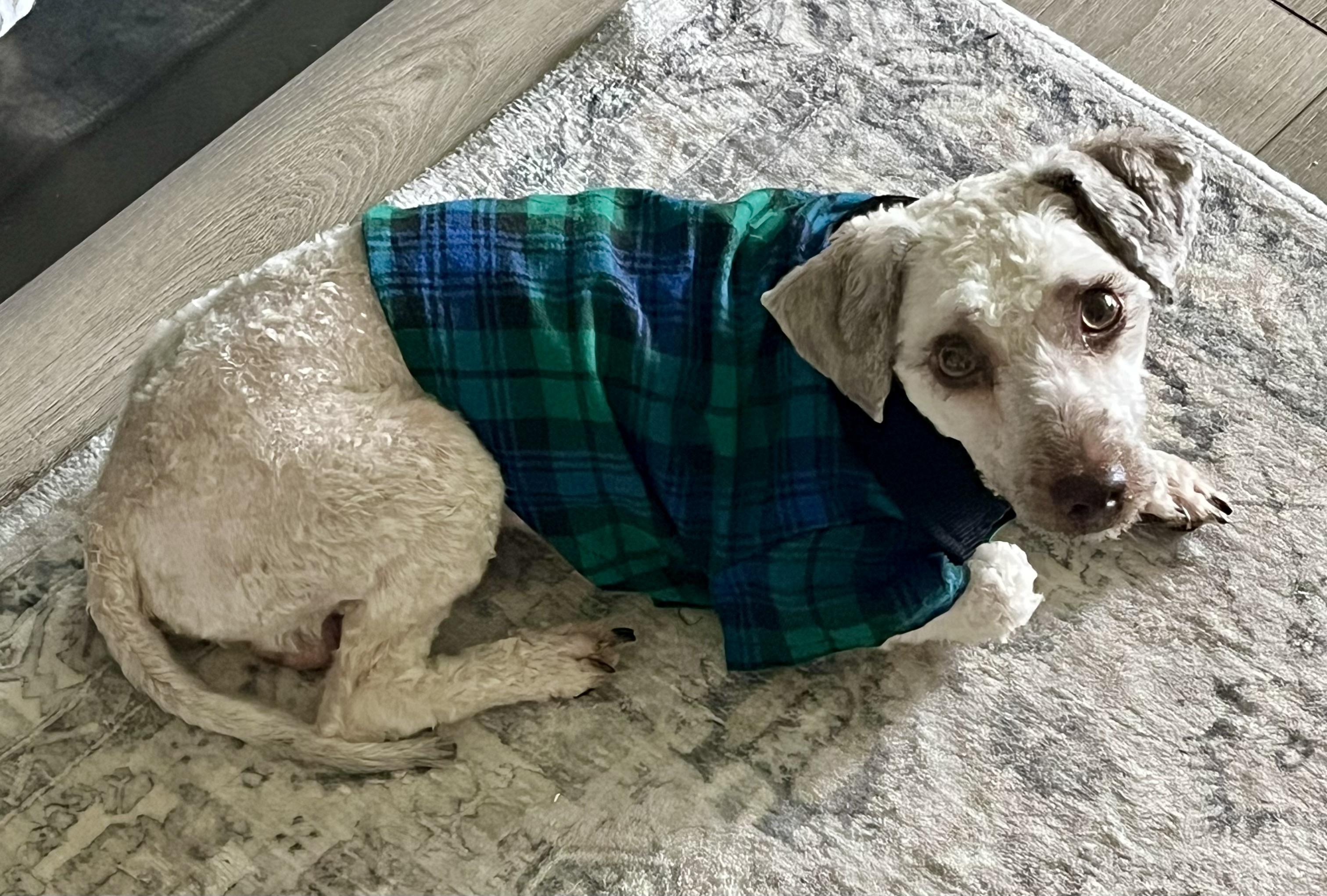 Enlarge Brady, a Adoptable mixed breed in Bradenton, FL image 5/6