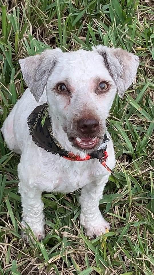 Enlarge Brady, a Adoptable mixed breed in Bradenton, FL image 4/6