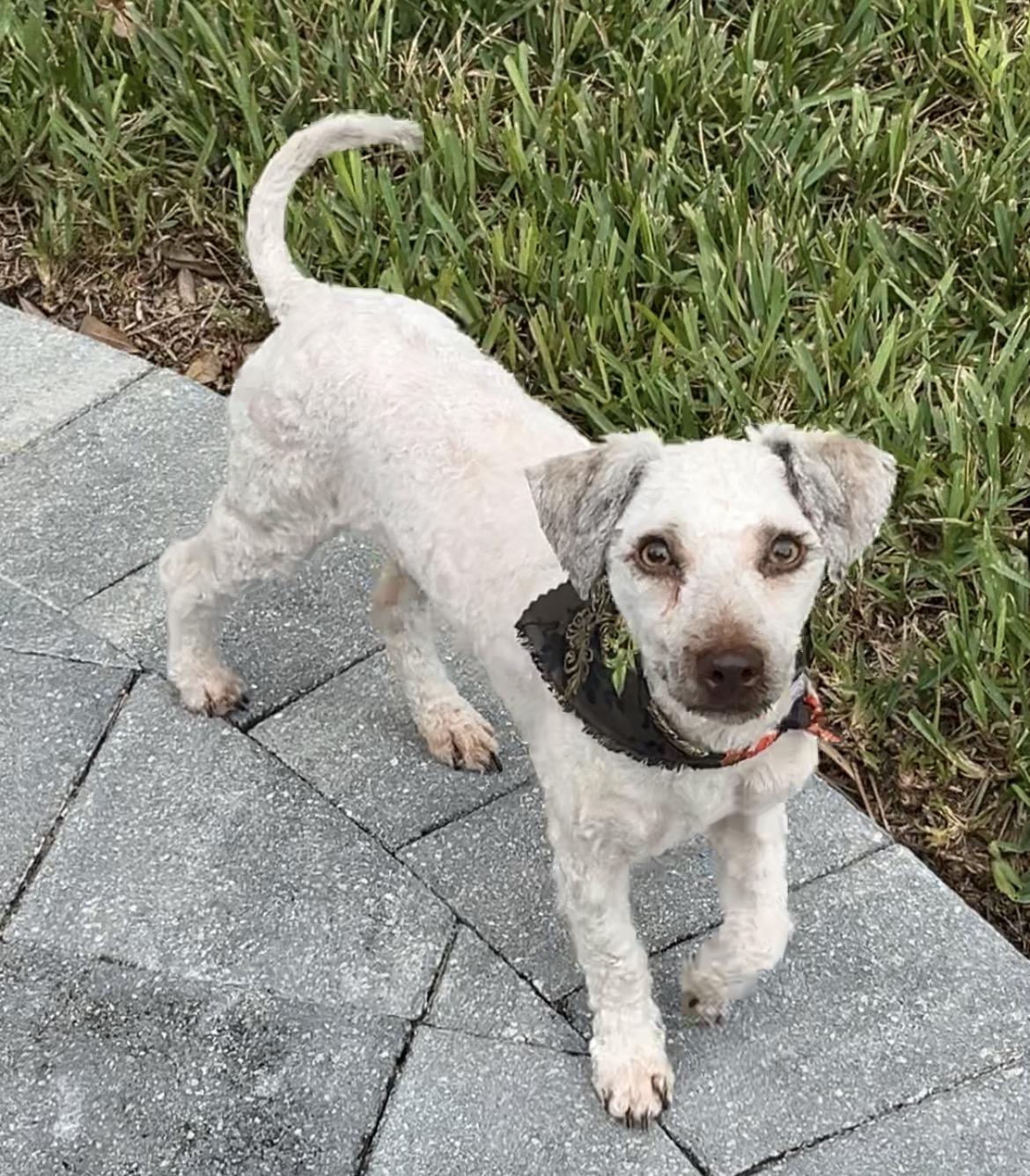 Enlarge Brady, a Adoptable mixed breed in Bradenton, FL image 2/6